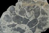 Pennsylvanian Fossil Fern (Macroneuropteris) Plate - Kentucky #181352-1